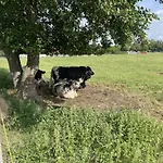 Im Gruenen Und Bodenseenaehe Rielasingen-Worblingen