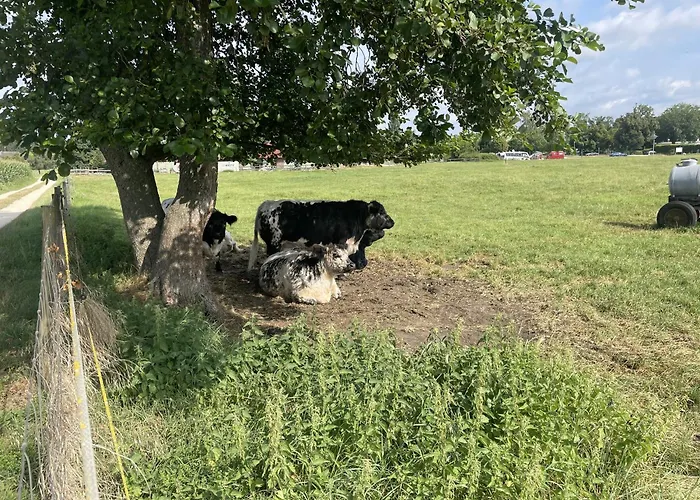 Im Gruenen Und Bodenseenaehe Rielasingen-Worblingen